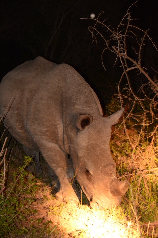 2015-05 South Africa/iMfolozi/DSC_0149.JPG